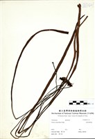 藏品(垂葉書帶蕨)的圖片